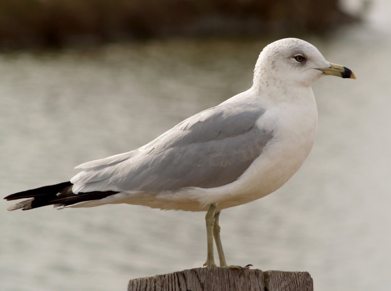 Ring-billed Gull - ML25256991