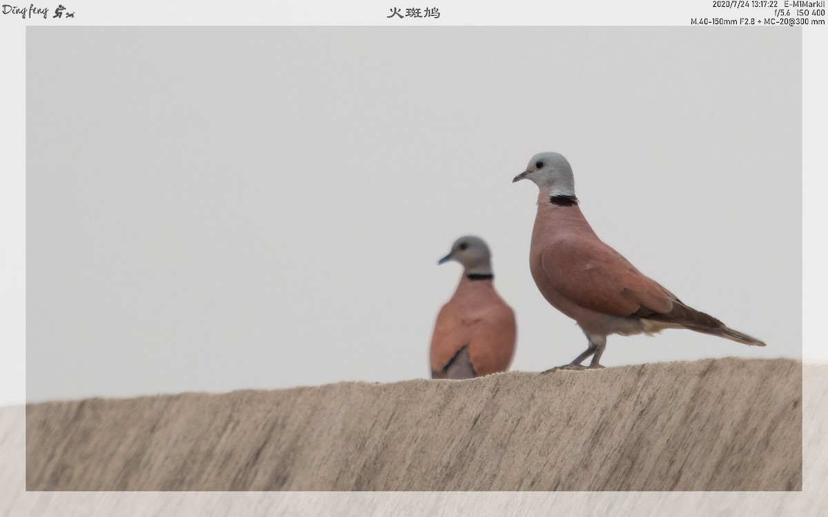 Red Collared-Dove - ML252571931