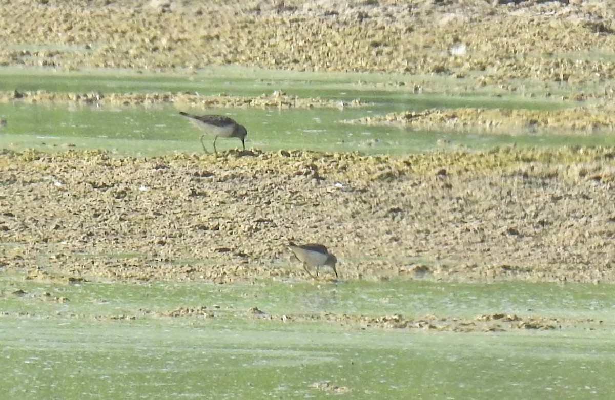 temmincksnipe - ML252572421