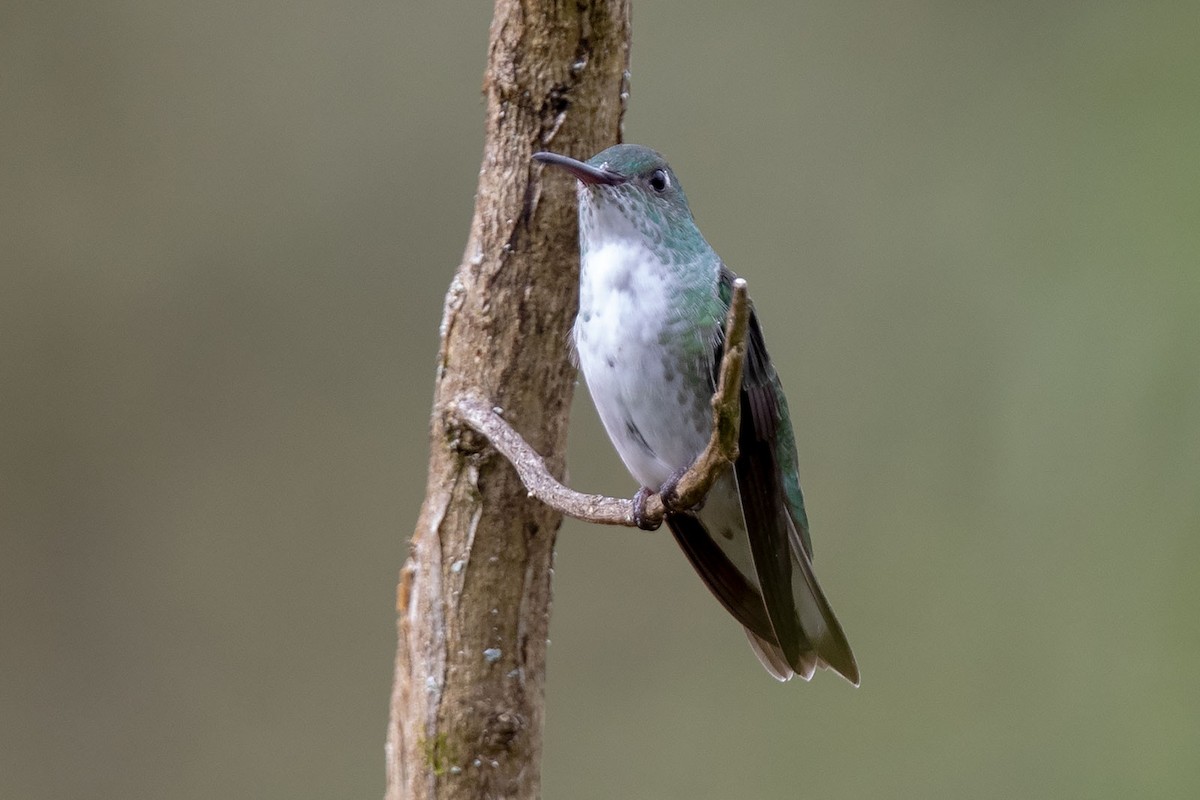 White-bellied Hummingbird - Arthur Grosset