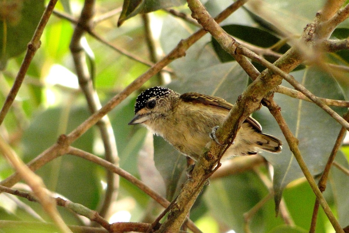 Fine-barred Piculet - ML25257441