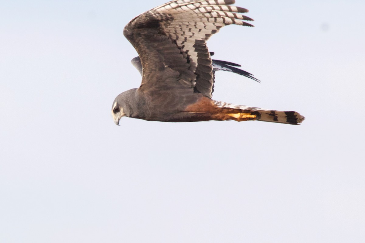 Long-winged Harrier - ML252574521