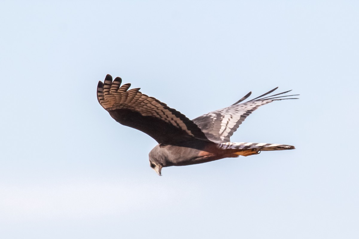 Long-winged Harrier - ML252574531