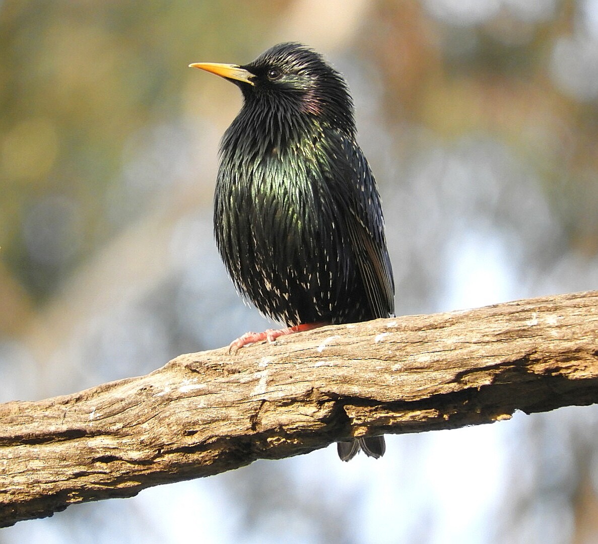European Starling - ML252574651