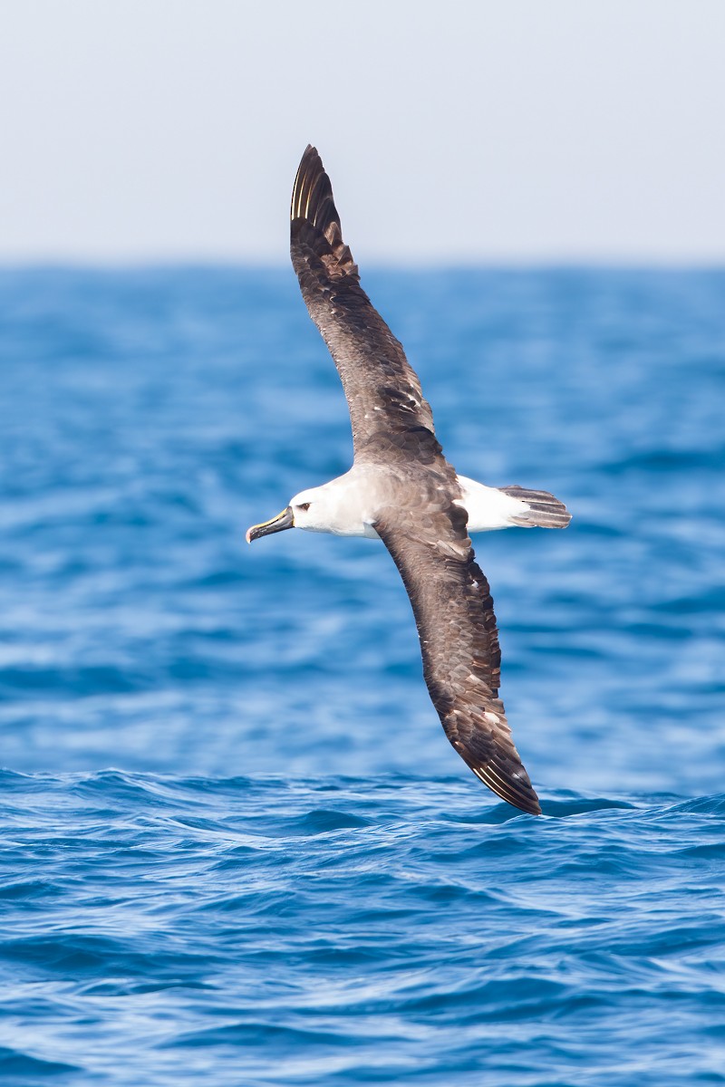 Albatros sudurrori atlantikoa - ML252575841