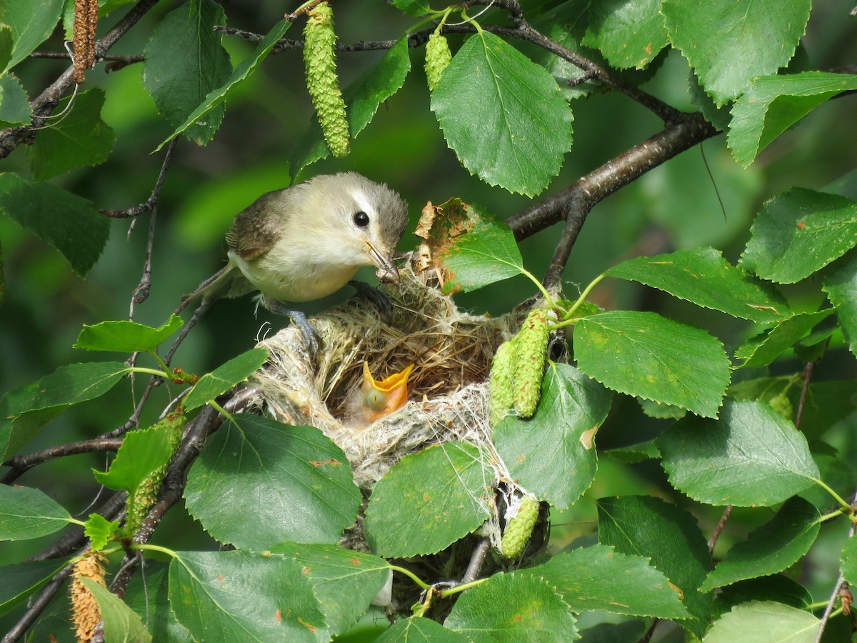 Western Warbling Vireo - Tim Forrester