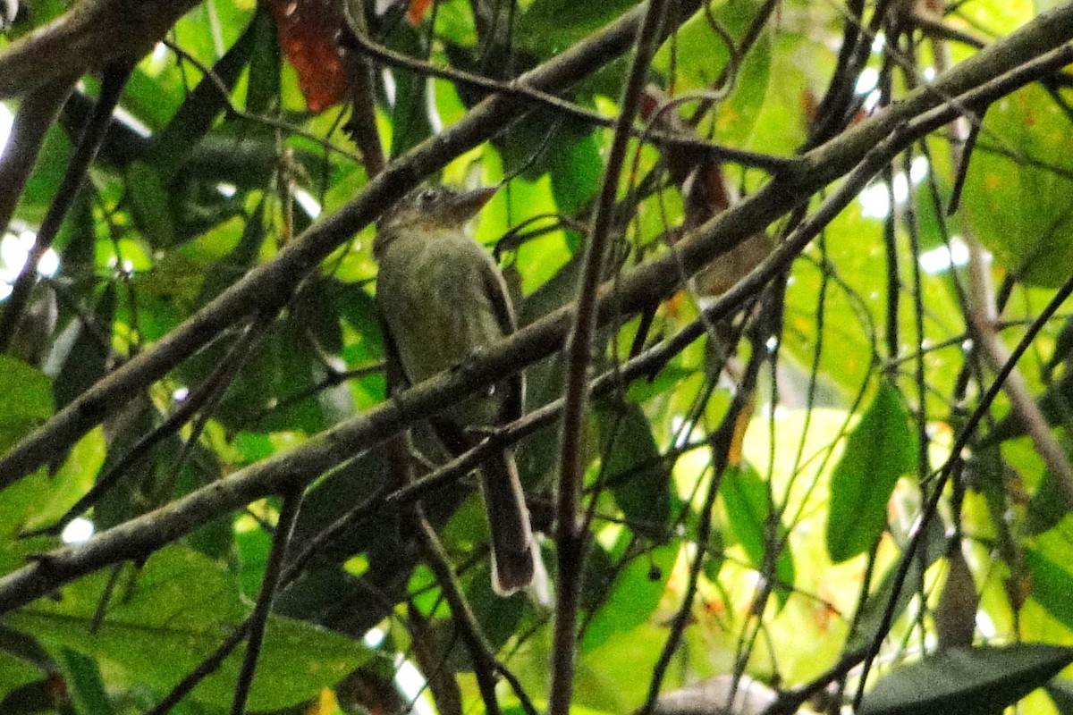 Western/Eastern Olivaceous Flatbill - ML25257621