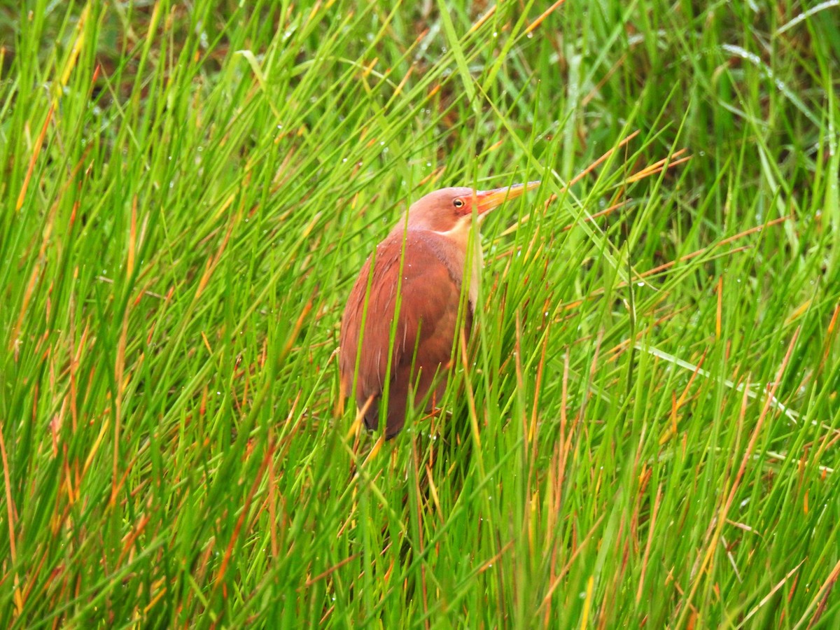 Cinnamon Bittern - ML252577591