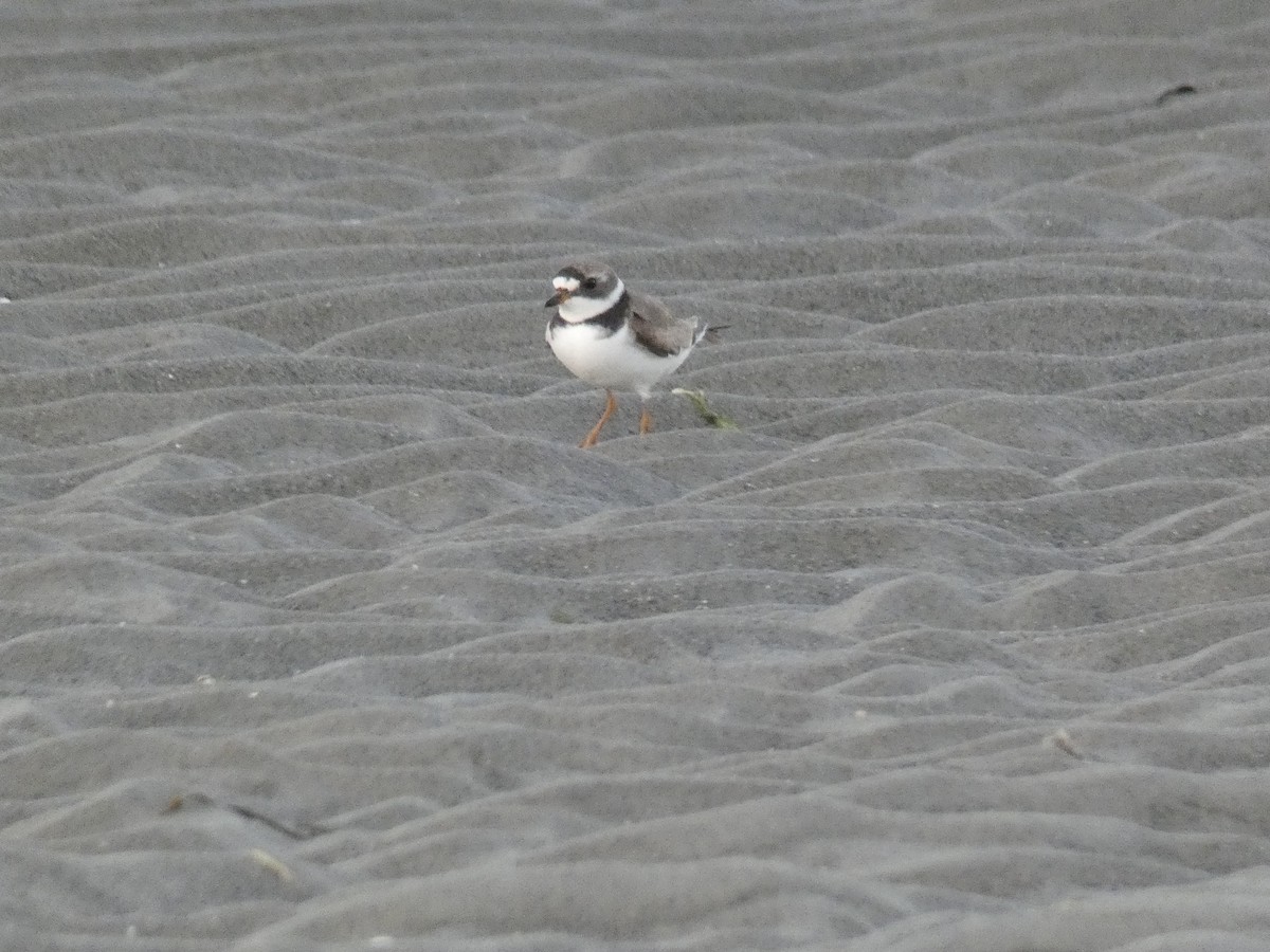Semipalmated Plover - ML252577871