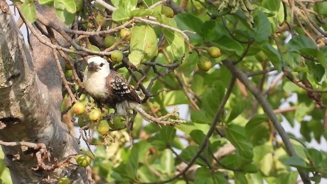 White-headed Barbet - ML252578261