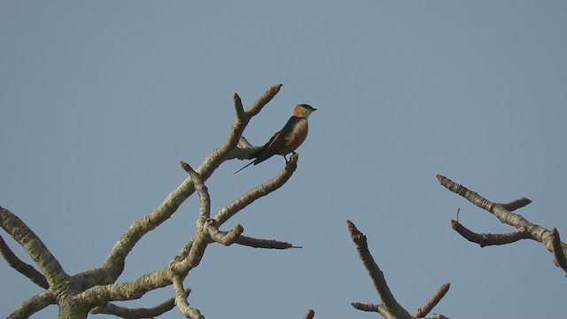 Mosque Swallow - ML252579821