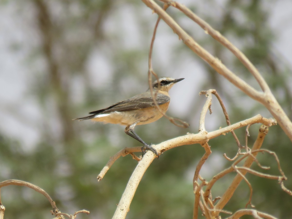 Northern Wheatear (Greenland) - ML252581291