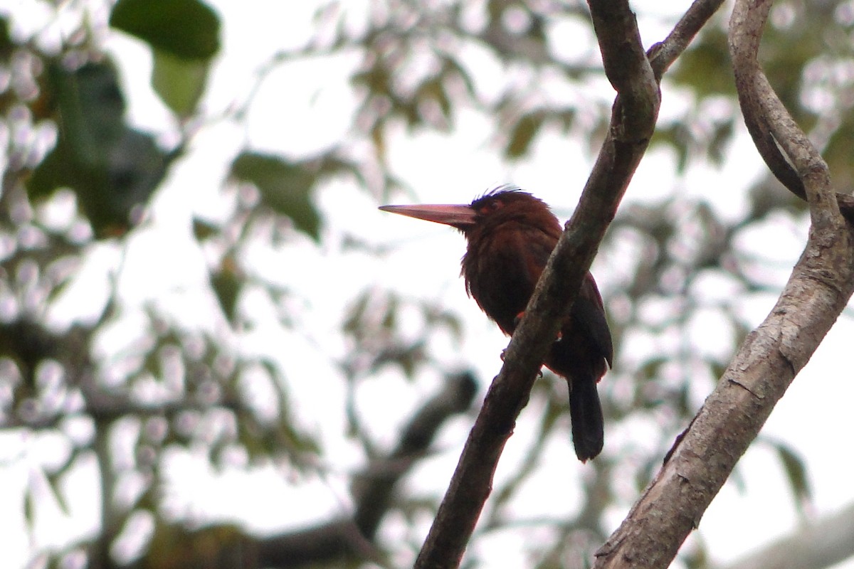 Purúsglanzvogel - ML25258131