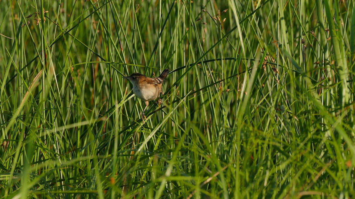 Marsh Wren - ML252581361