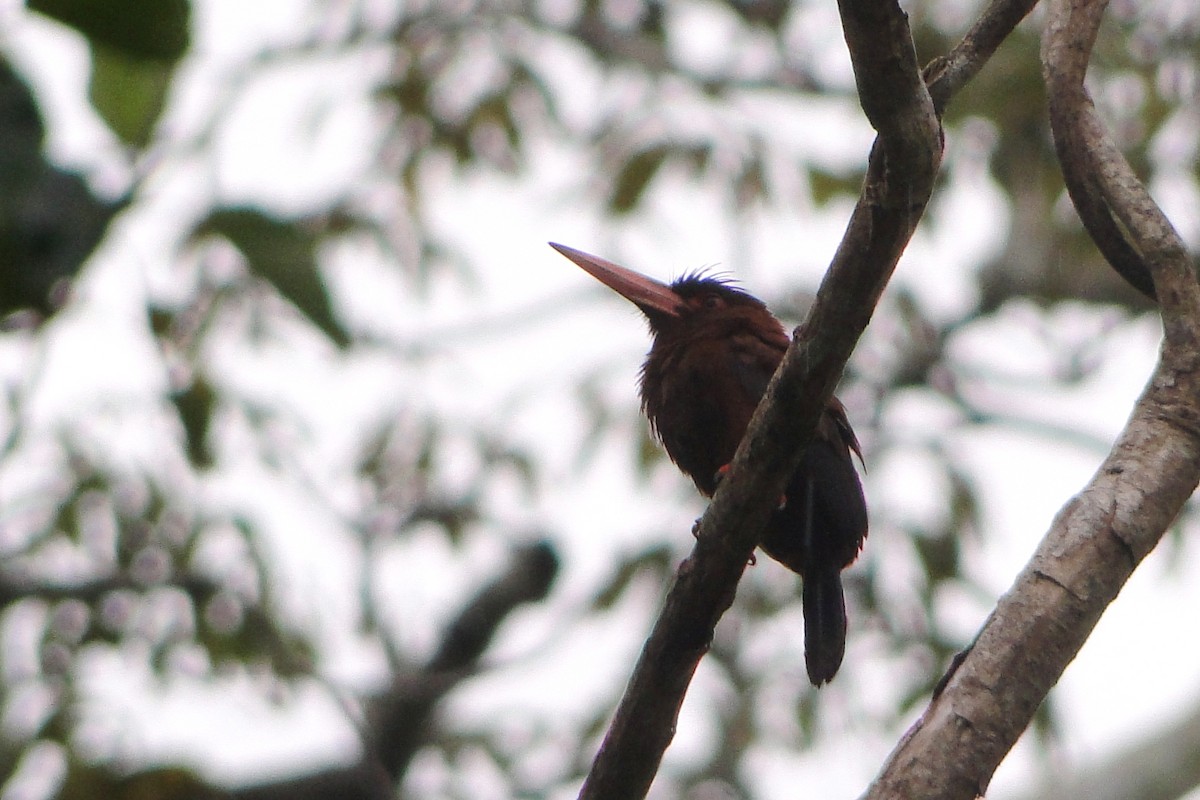 Purus Jacamar - ML25258141