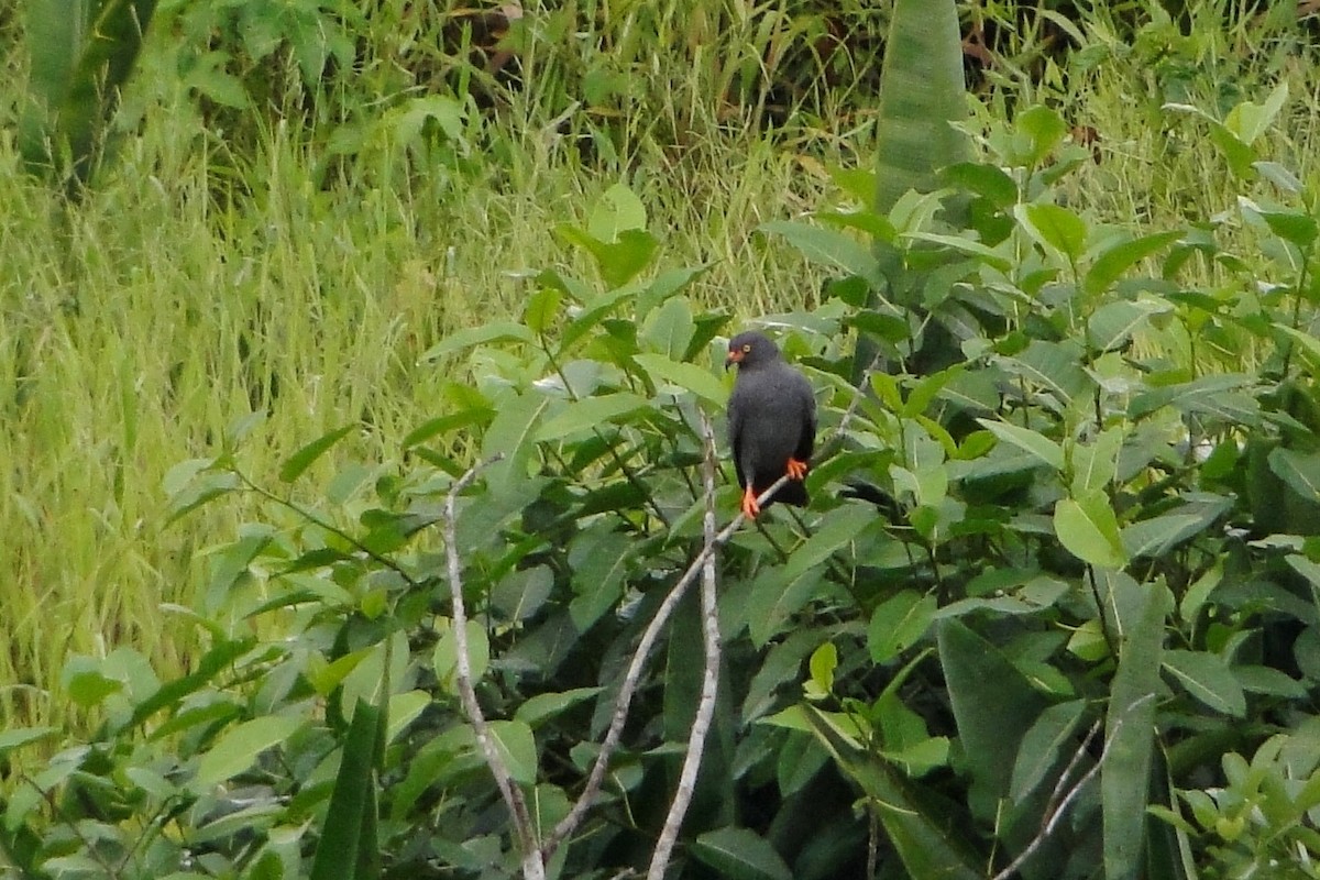 Slender-billed Kite - ML25258151