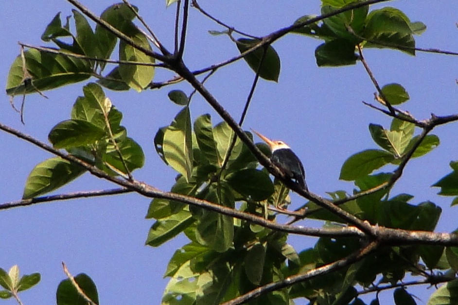 White-throated Jacamar - Carlos Otávio Gussoni