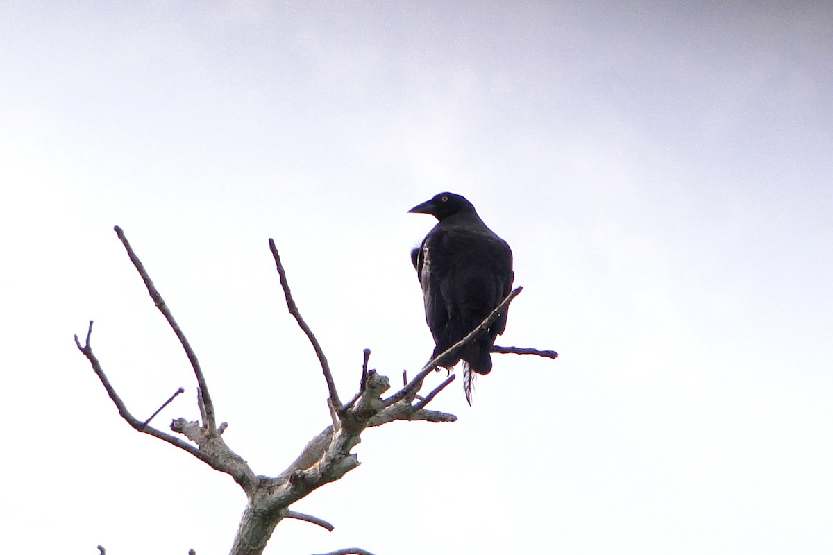 Giant Cowbird - ML25258261