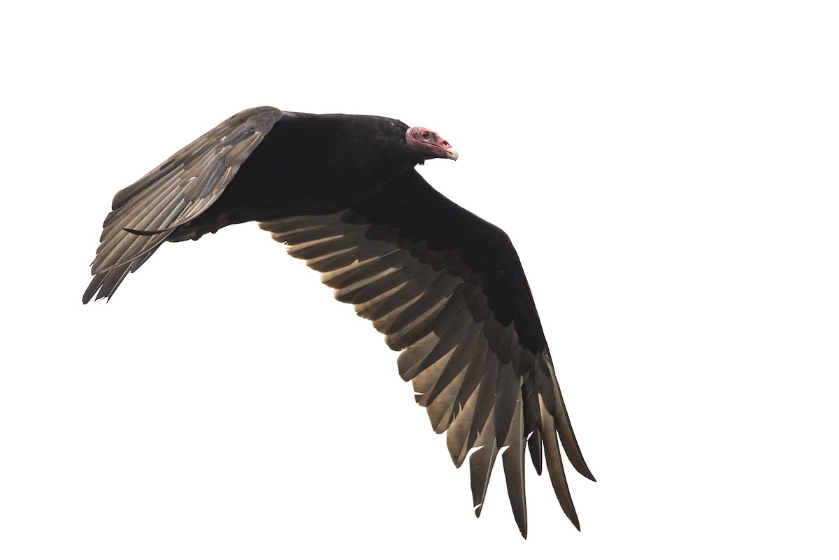 Turkey Vulture - ML252584021