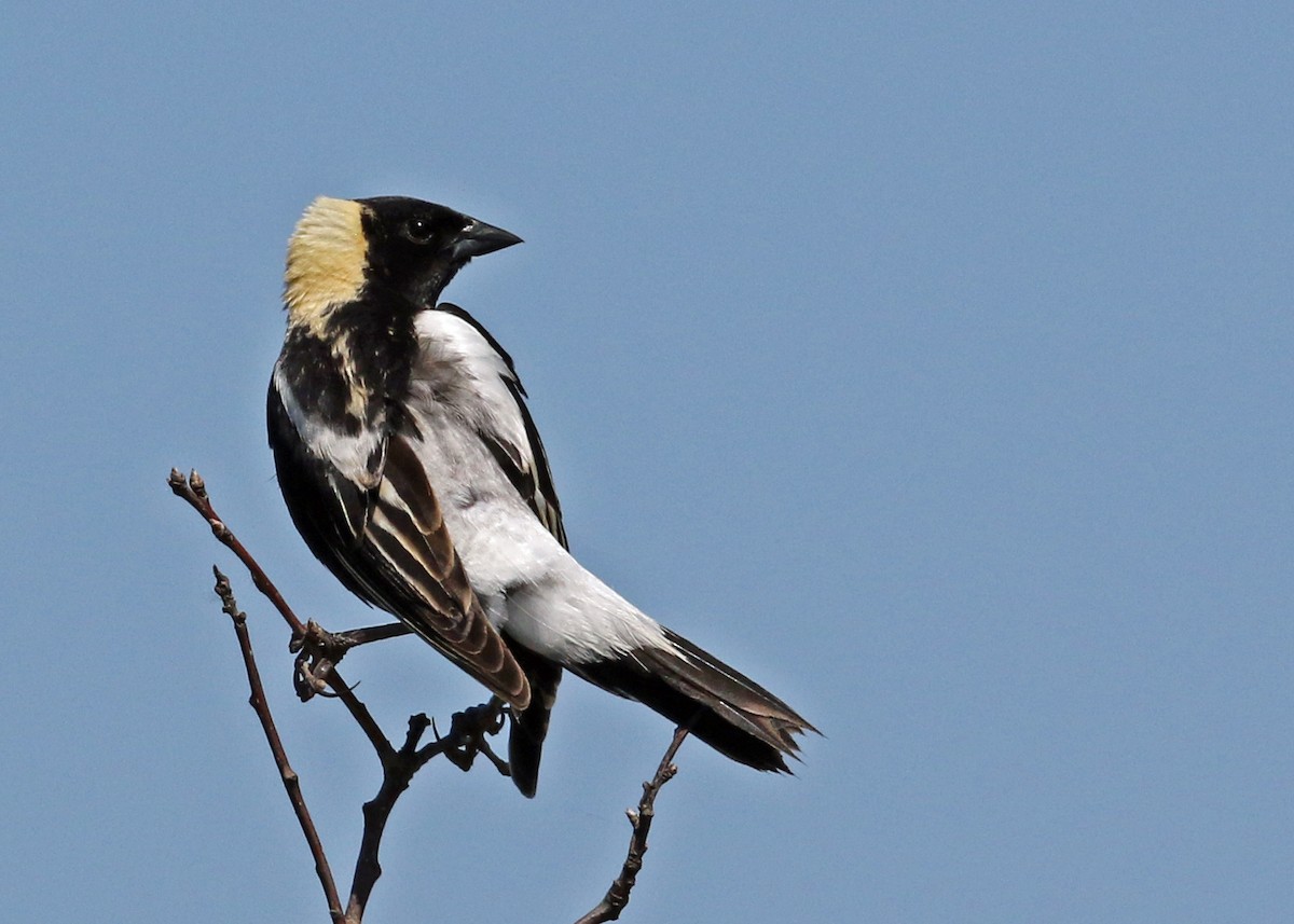 bobolink americký - ML252584071