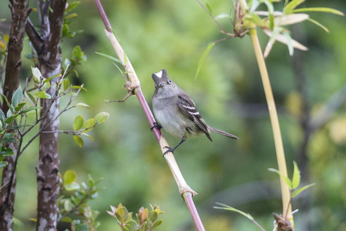 White-crested Elaenia - ML252584131