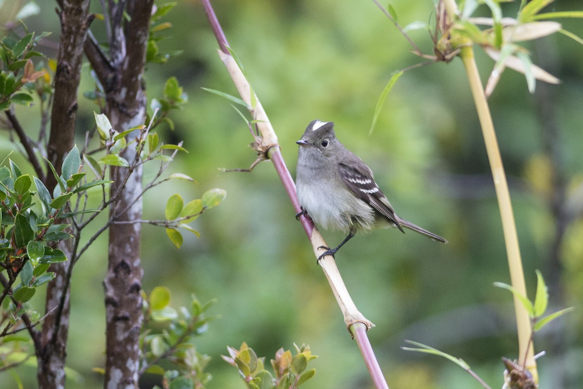 White-crested Elaenia - ML252584141