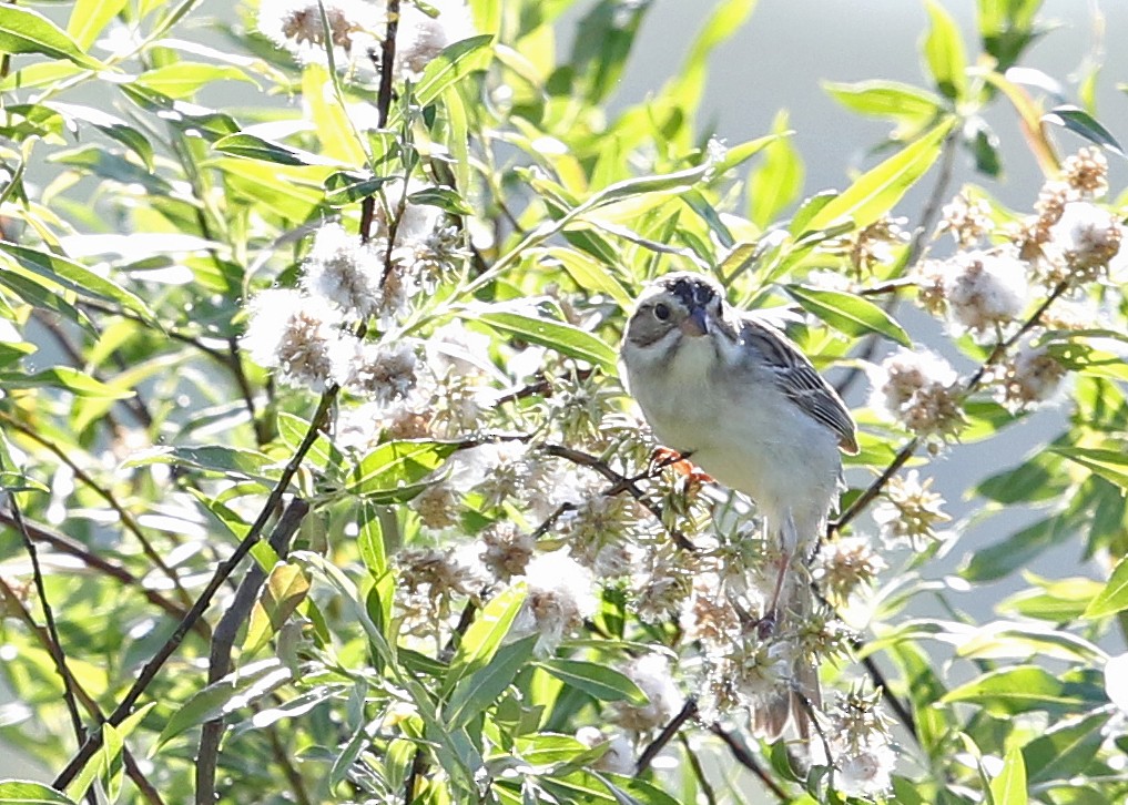 Clay-colored Sparrow - ML252584211