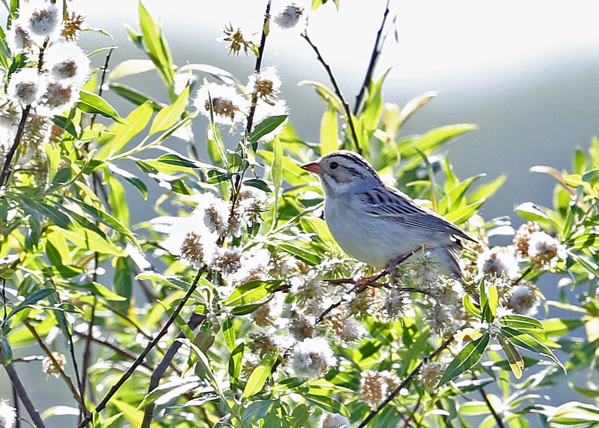 Clay-colored Sparrow - ML252584221