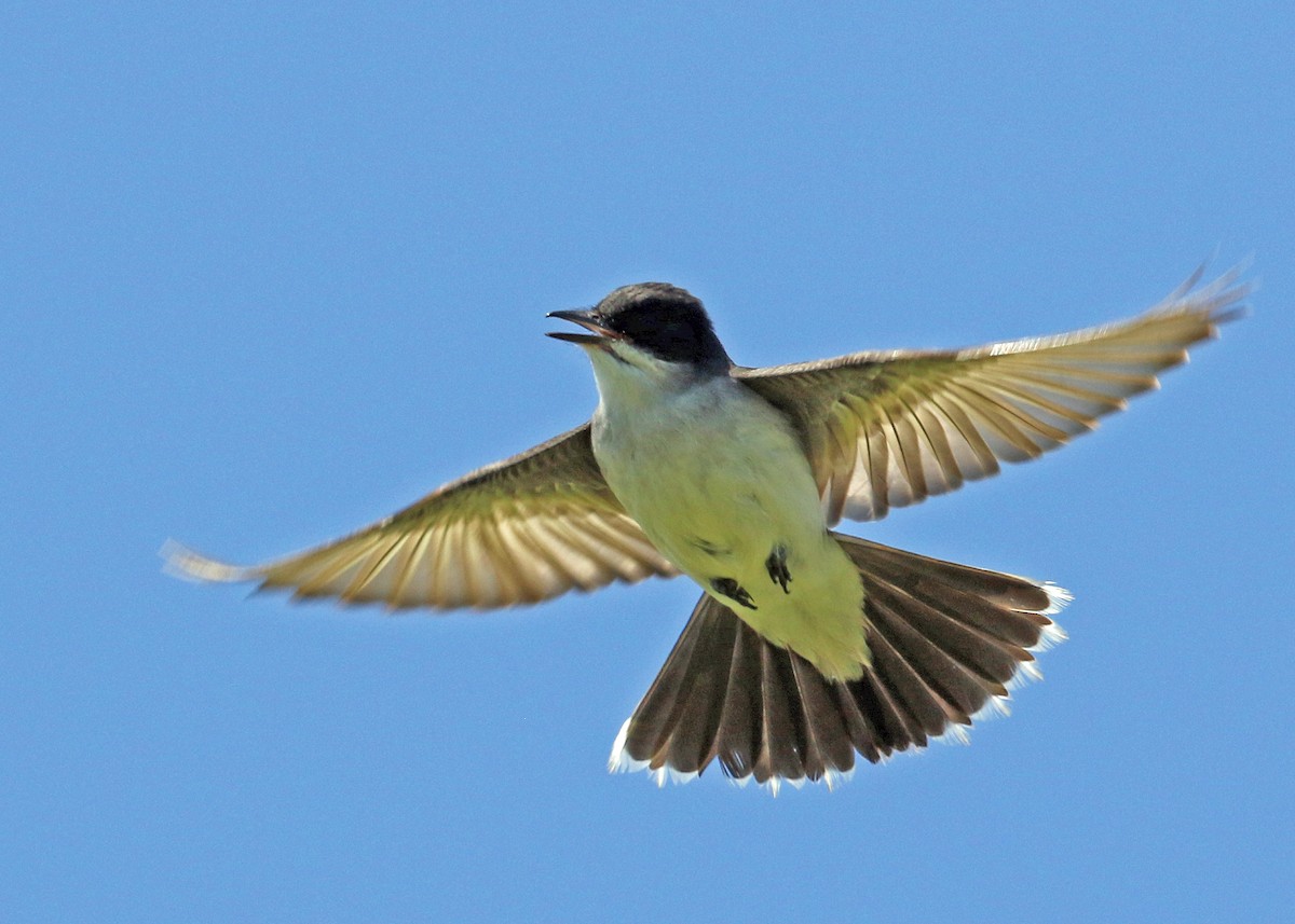 Eastern Kingbird - ML252584311