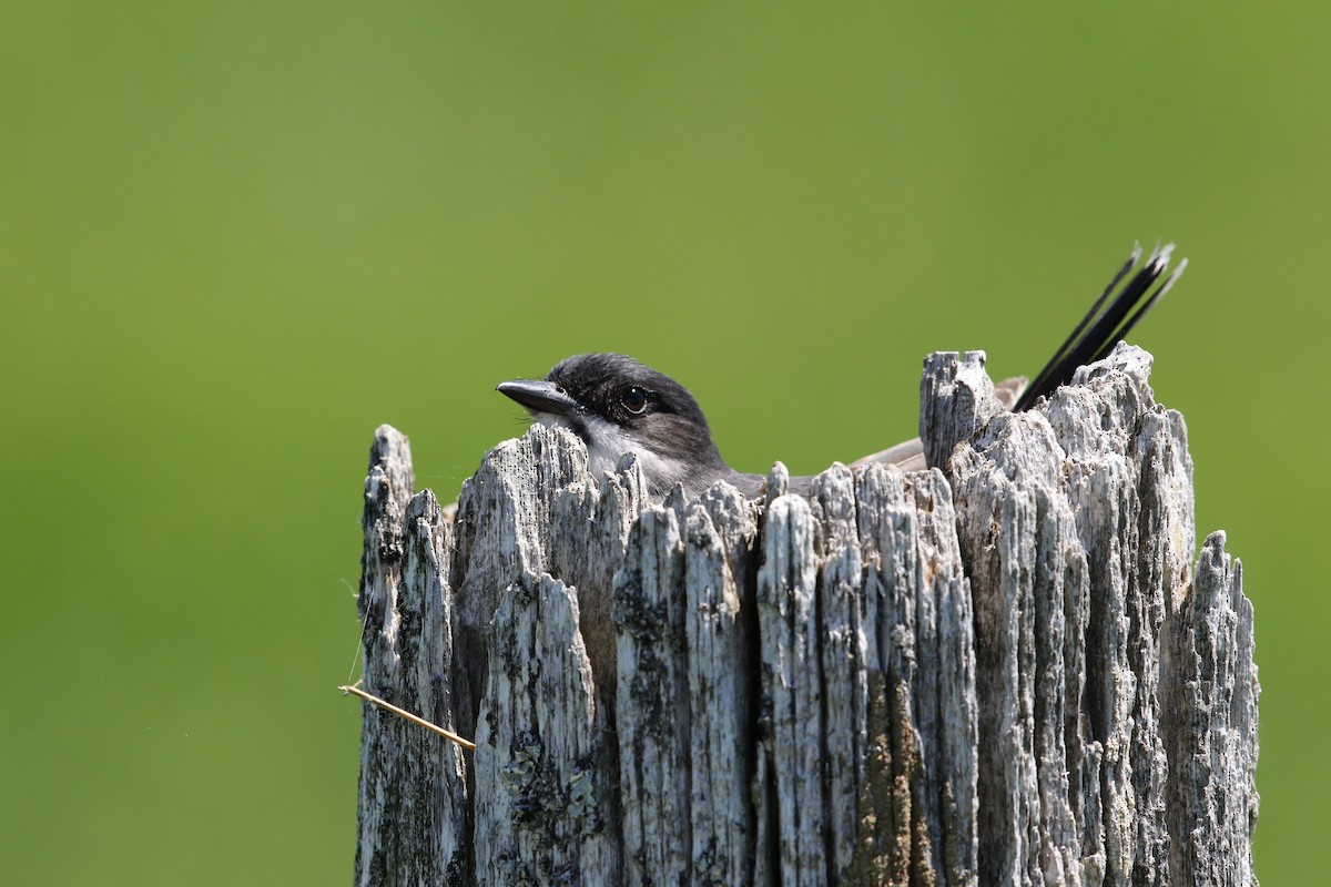 Eastern Kingbird - ML252584341