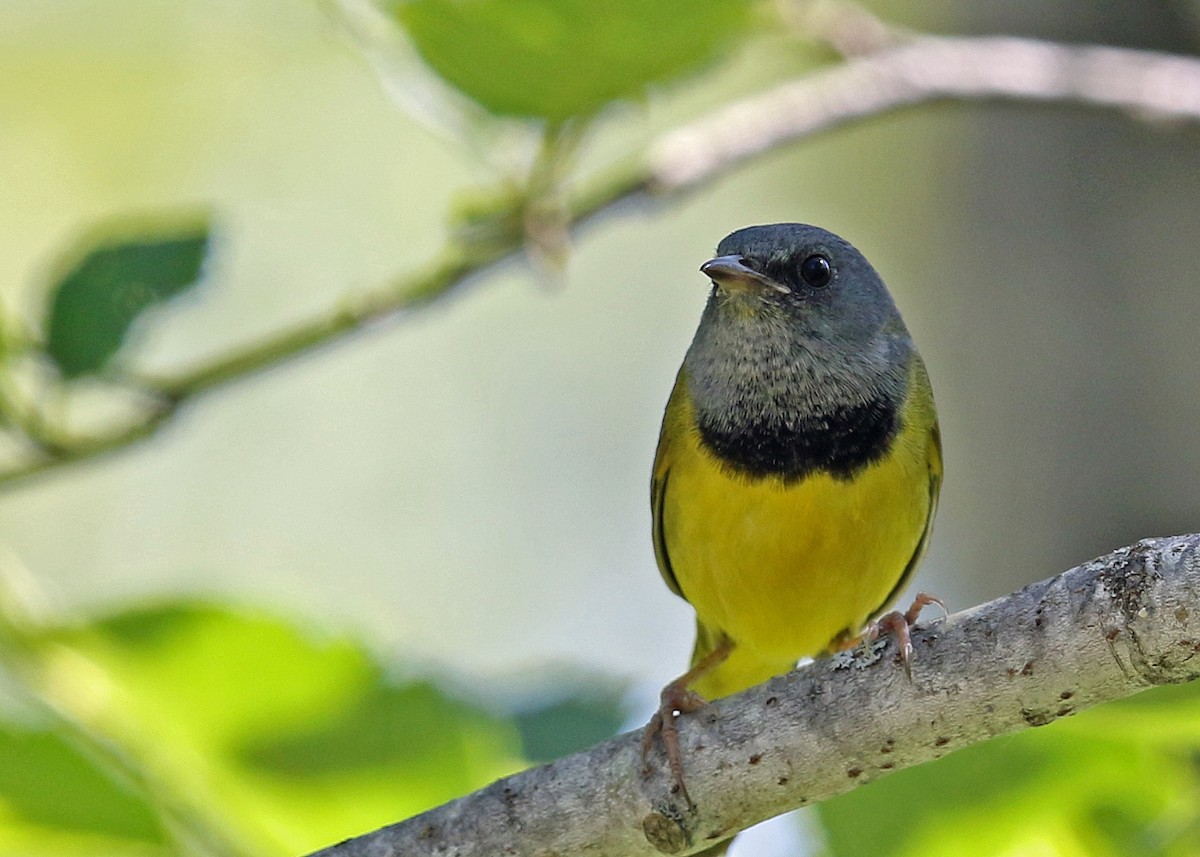 Mourning Warbler - ML252584431