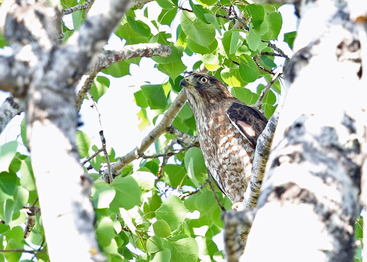 Broad-winged Hawk - ML252584511