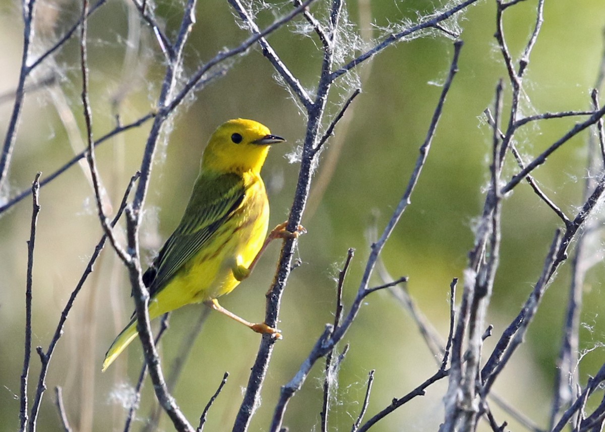 Yellow Warbler - ML252584531