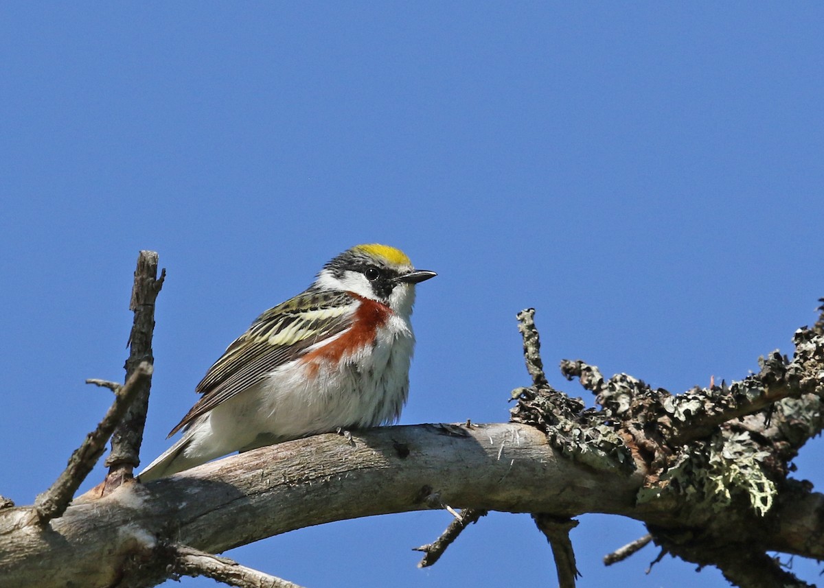 Chestnut-sided Warbler - ML252584701