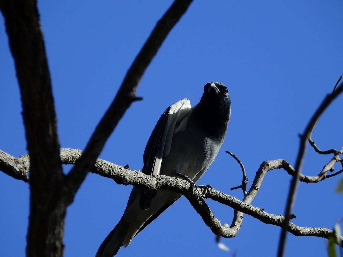 Black-faced Cuckooshrike - Peter Stevens