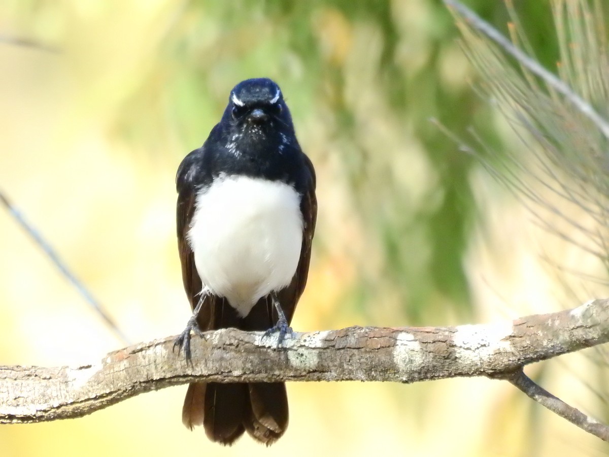 Willie-wagtail - ML252585271