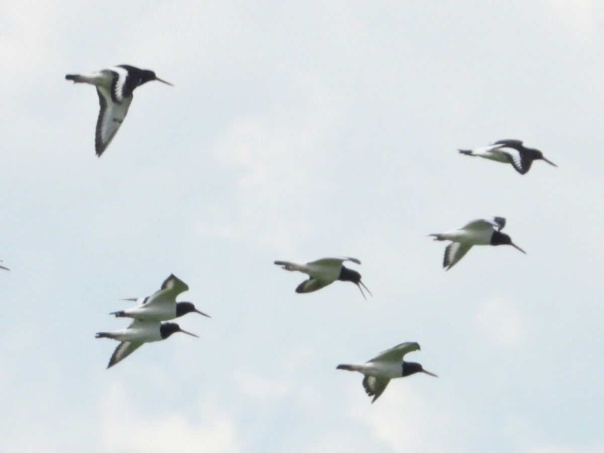 Eurasian Oystercatcher - ML252585301