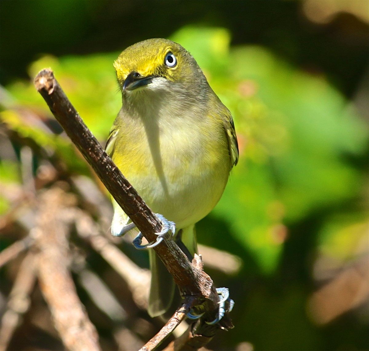 Ak Gözlü Vireo - ML25258531