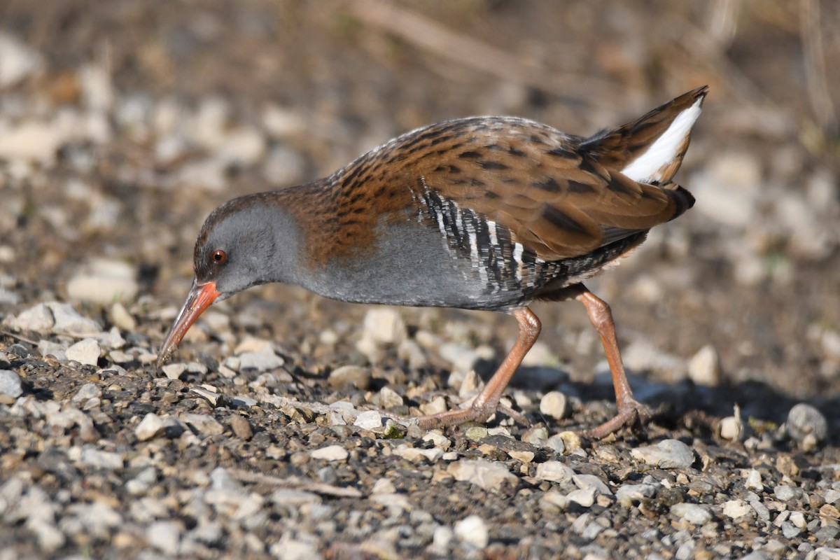 Water Rail - ML252586261