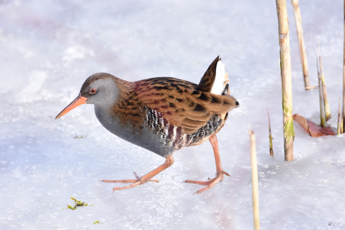 Water Rail - Cornelia Hürzeler