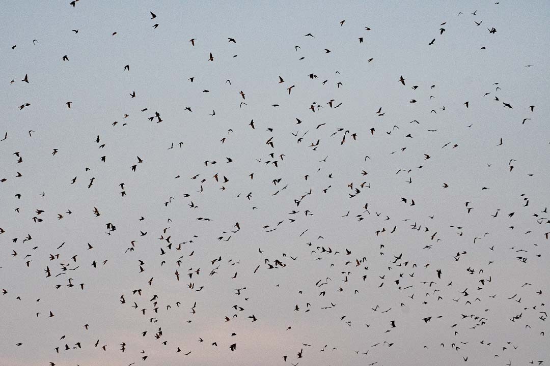 Purple Martin - John Williamson