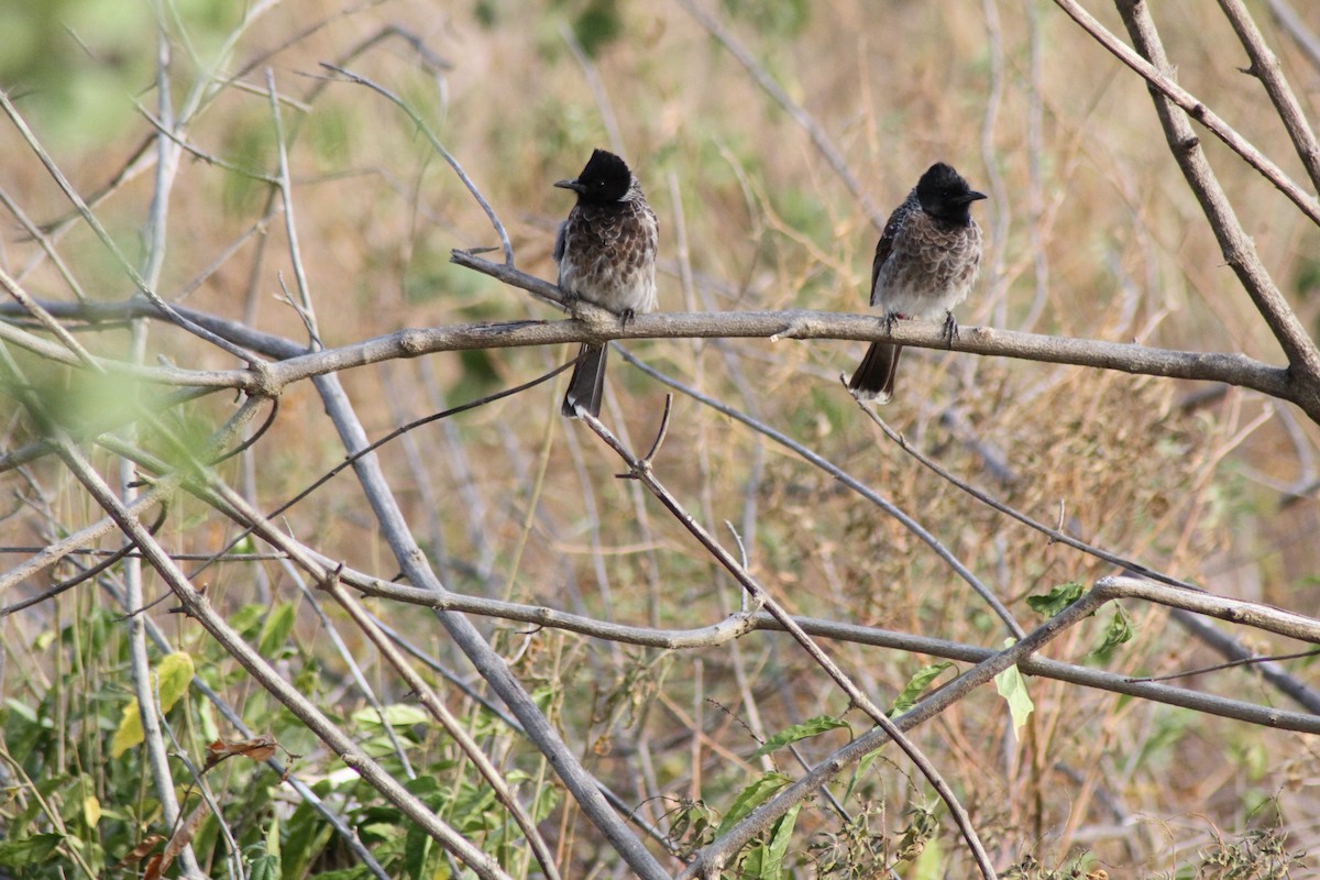 Bulbul à ventre rouge - ML252587571