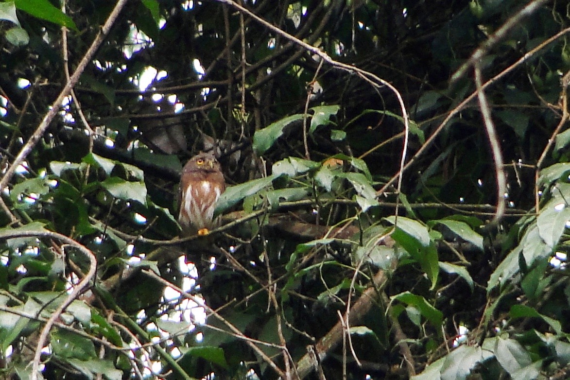 Amazonian Pygmy-Owl - ML25258761