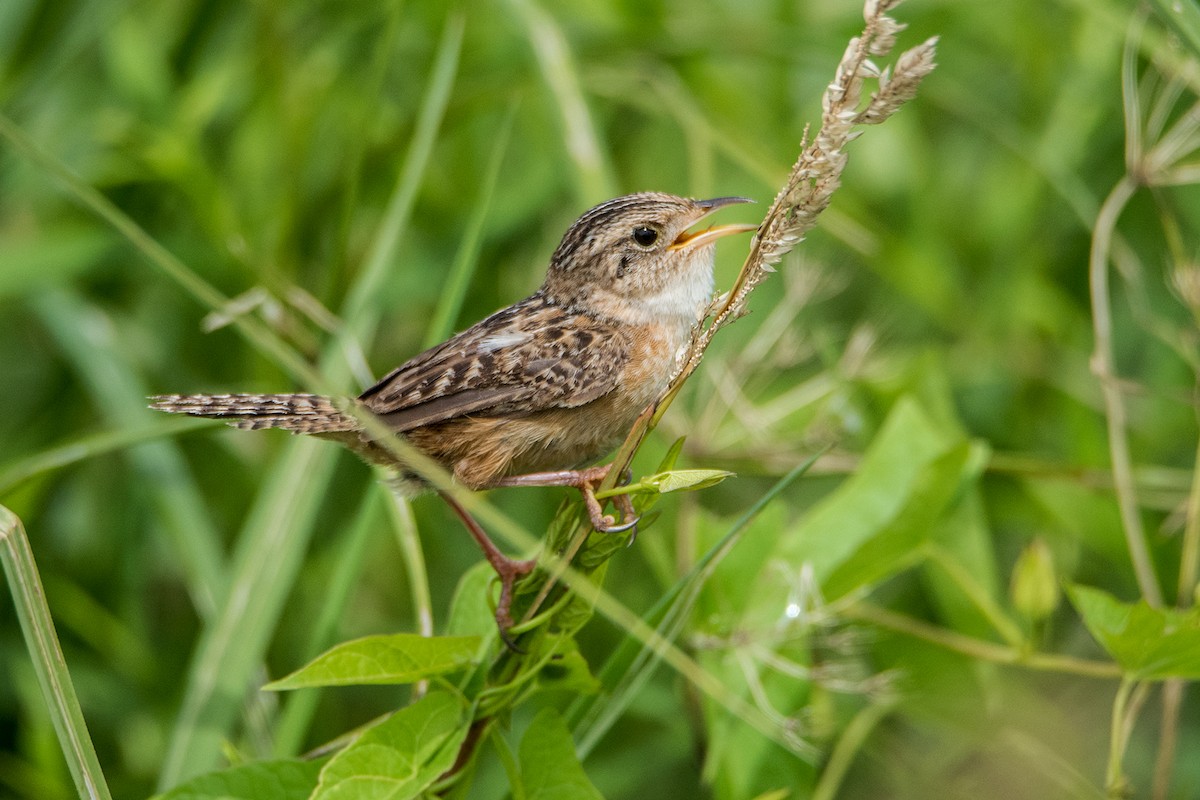 Sedge Wren - Sue Barth