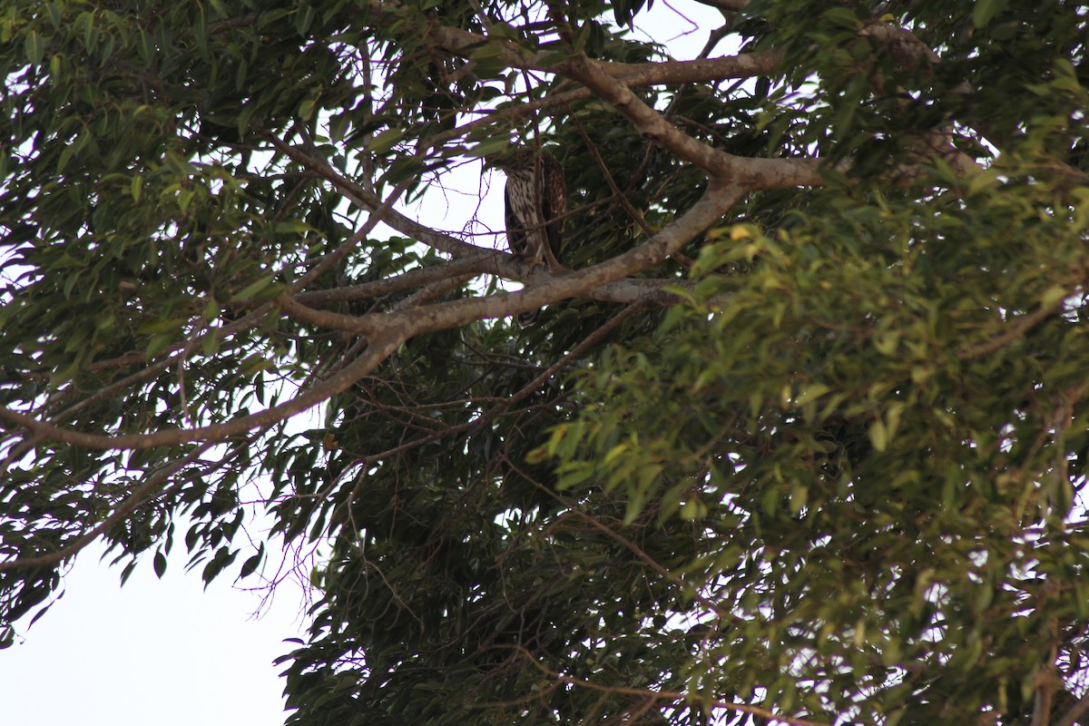 Aigle huppé (cirrhatus/ceylanensis) - ML252588691