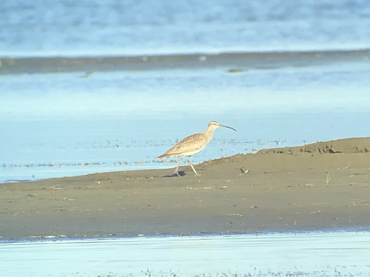 Whimbrel - Max Carroll