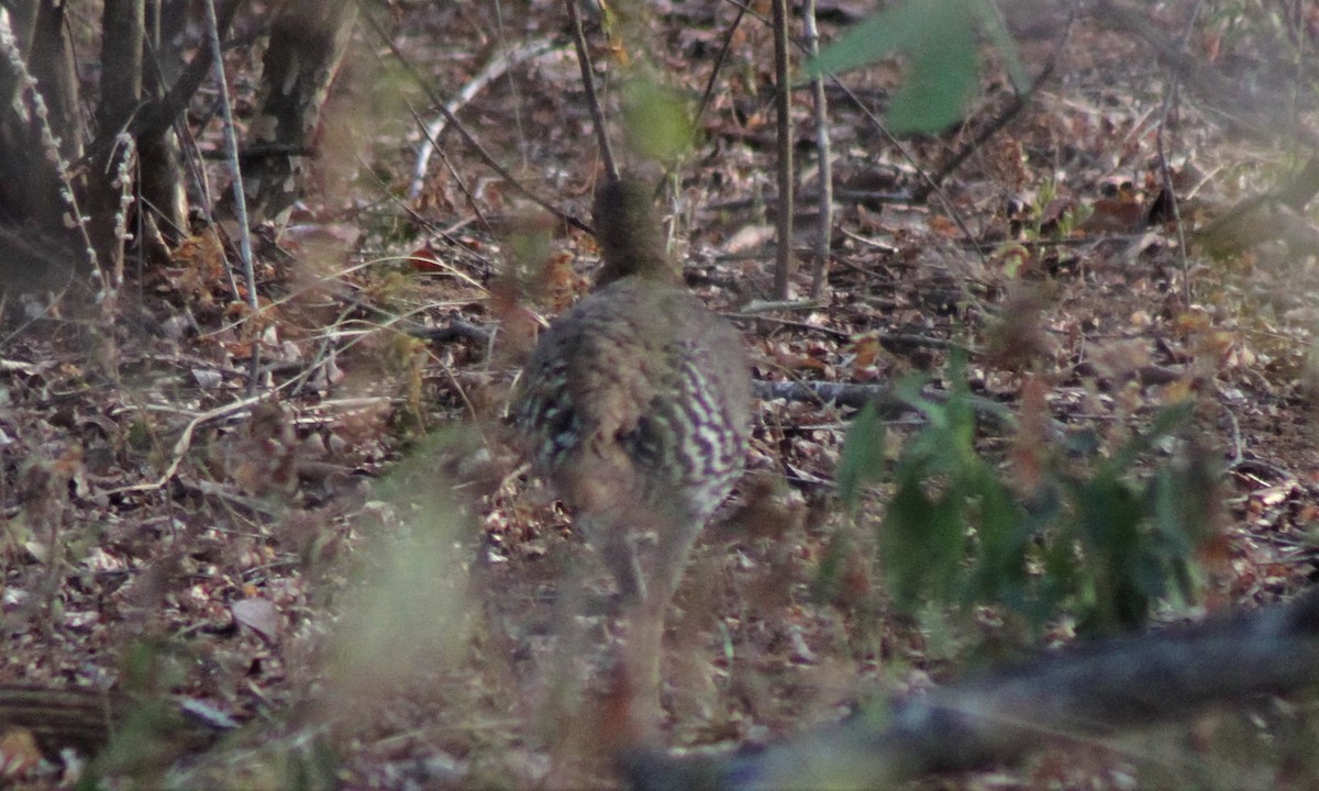 Sri Lanka Junglefowl - ML252589281