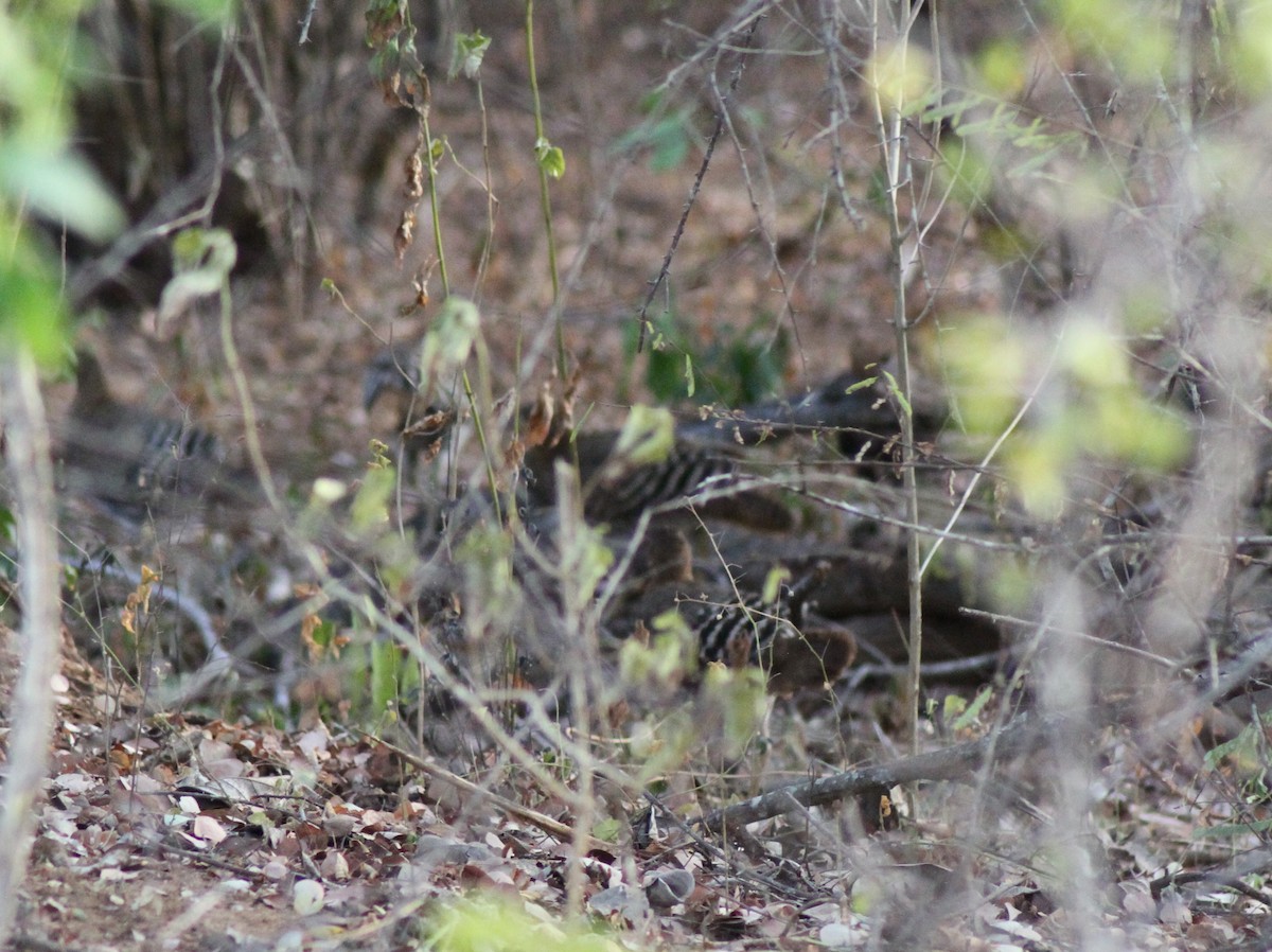 Sri Lanka Junglefowl - ML252589291