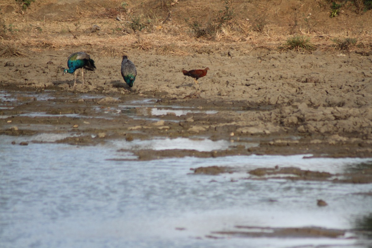 Sri Lanka Junglefowl - ML252589351