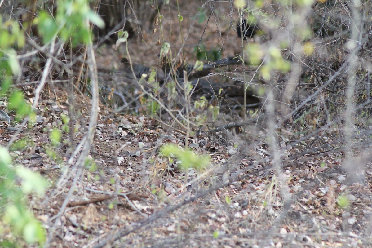 Sri Lanka Junglefowl - ML252589441